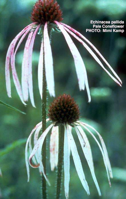  سرخارگل Echinacea pallida 7